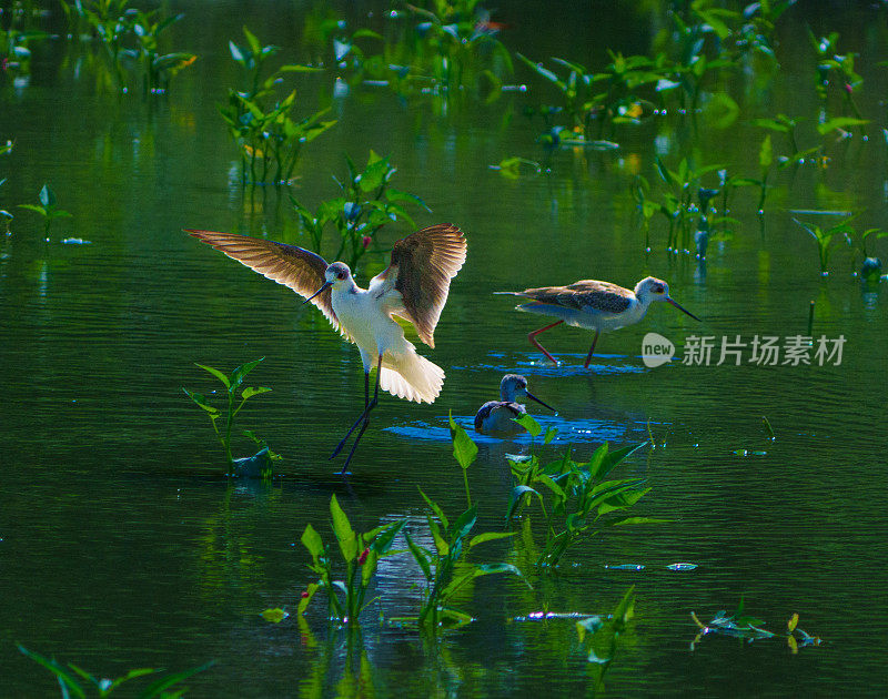 黑翼高跷(Himantopus Himantopus)家族